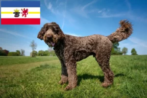 Read more about the article Labradoodle-opdrættere og hvalpe i Mecklenburg-Vorpommern
