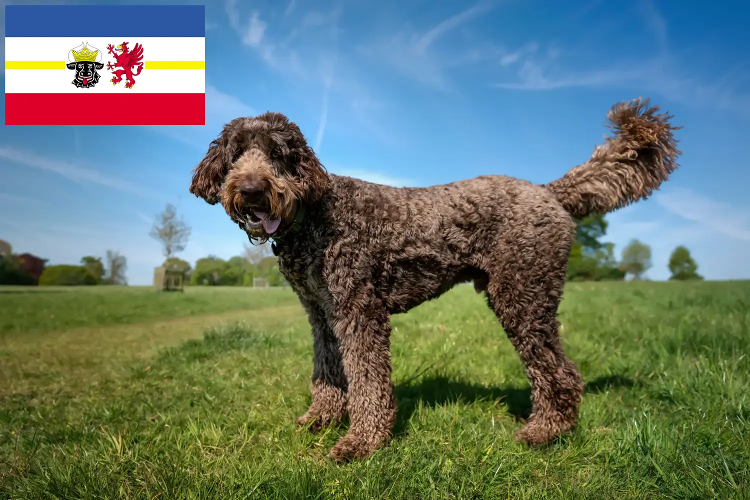 Read more about the article Labradoodle-opdrættere og hvalpe i Mecklenburg-Vorpommern