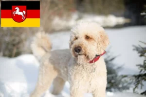 Read more about the article Labradoodle-opdrættere og hvalpe i Niedersachsen
