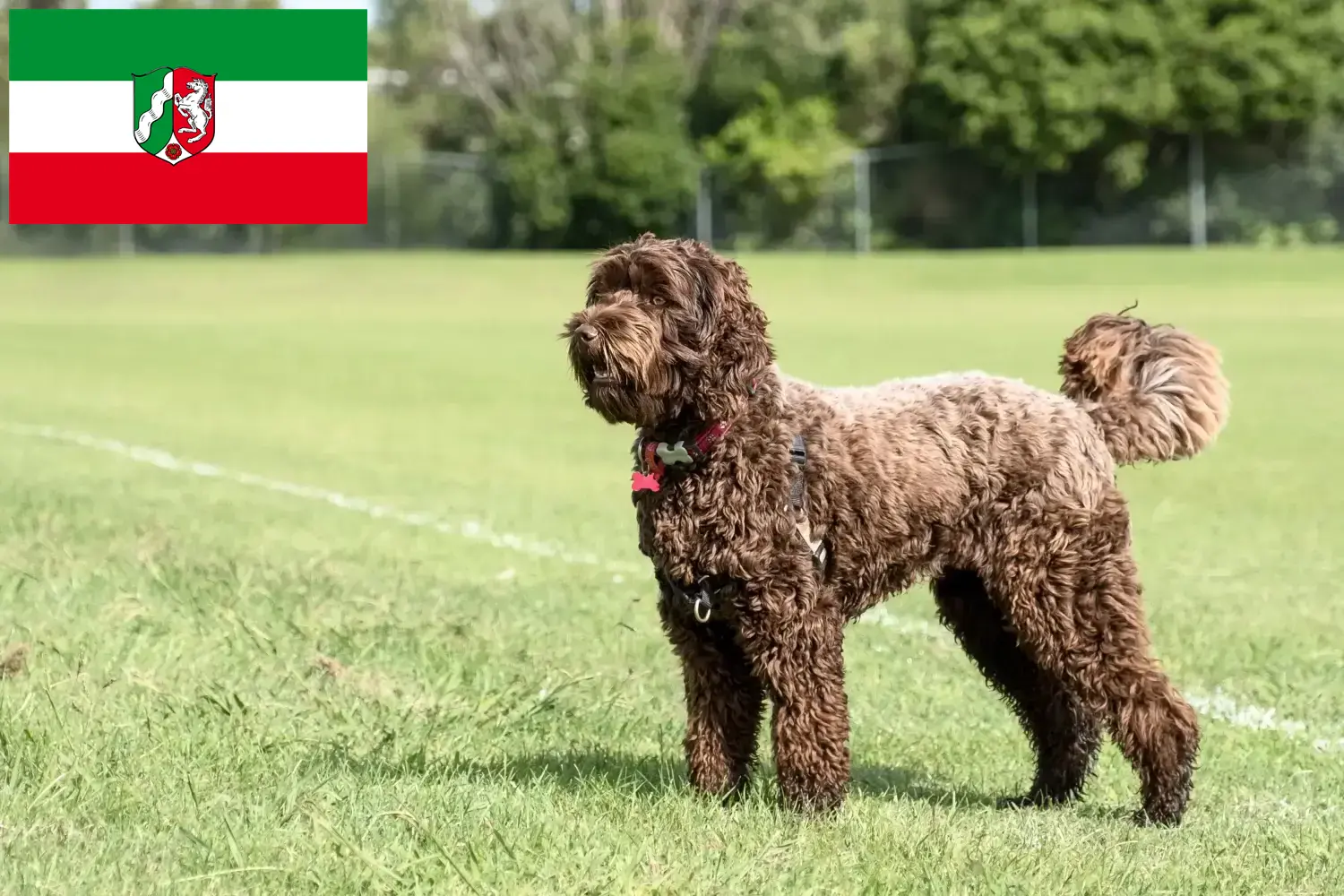 Read more about the article Labradoodle opdrættere og hvalpe i Nordrhein-Westfalen