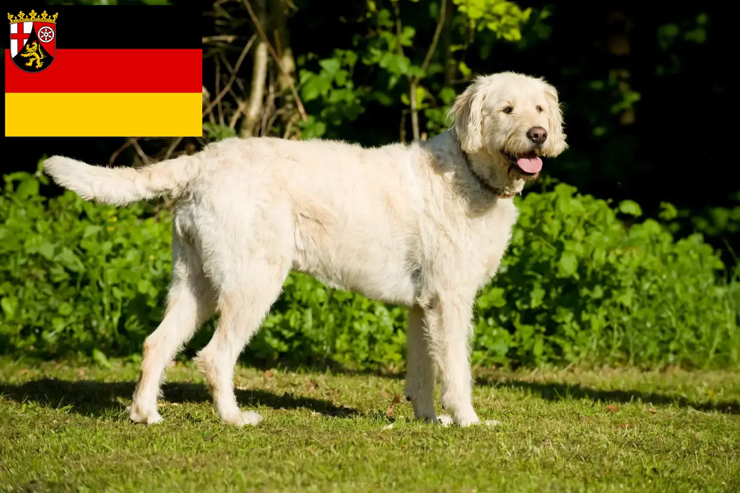 Read more about the article Labradoodle-opdrættere og hvalpe i Rheinland-Pfalz