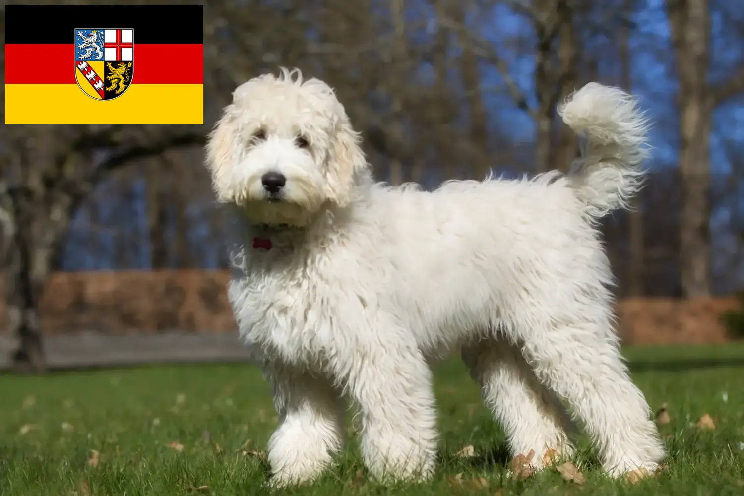 Read more about the article Labradoodle-opdrættere og hvalpe i Saarland