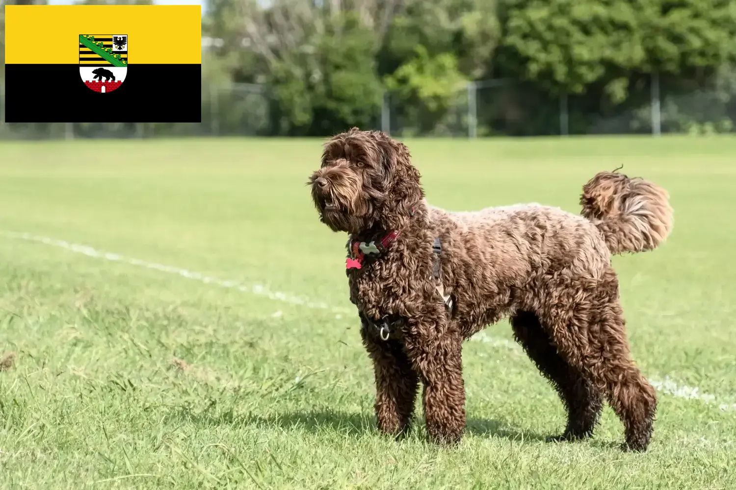 Read more about the article Labradoodle-opdrættere og hvalpe i Sachsen-Anhalt