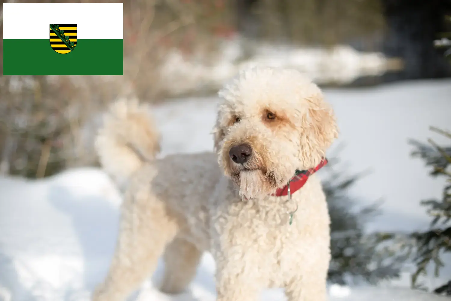 Read more about the article Labradoodle-opdrættere og hvalpe i Sachsen