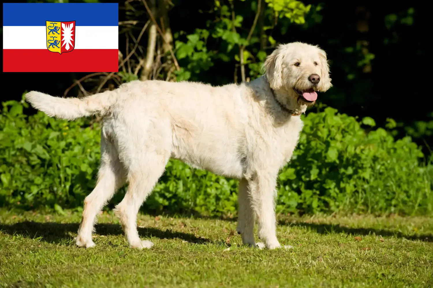 Read more about the article Labradoodle-opdrættere og hvalpe i Slesvig-Holsten