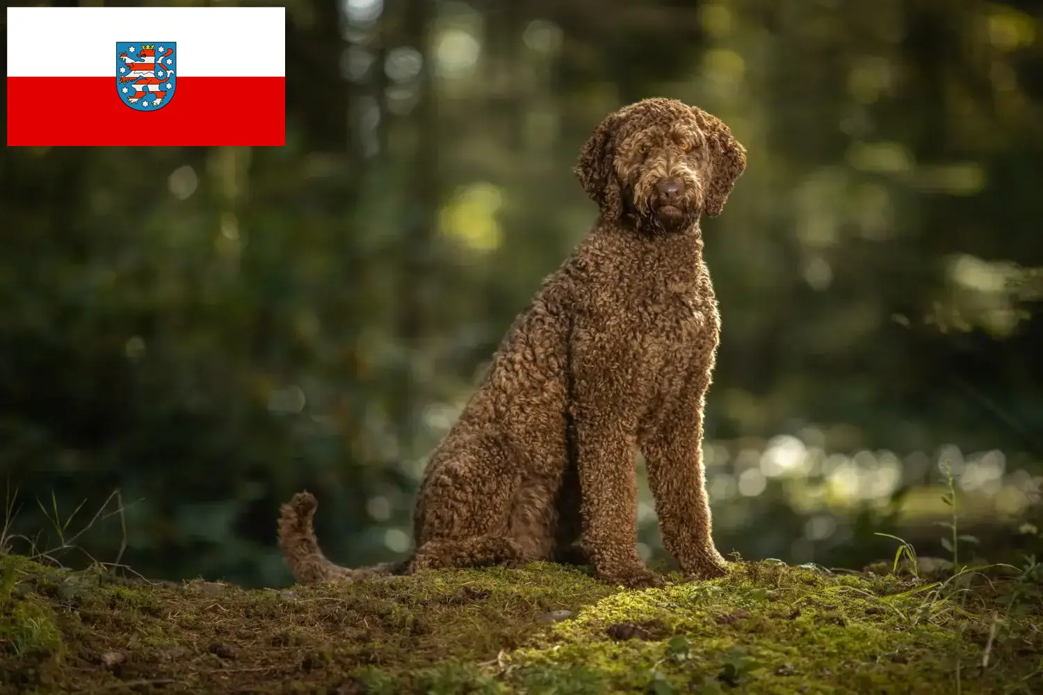 Read more about the article Labradoodle-opdrættere og hvalpe i Thüringen