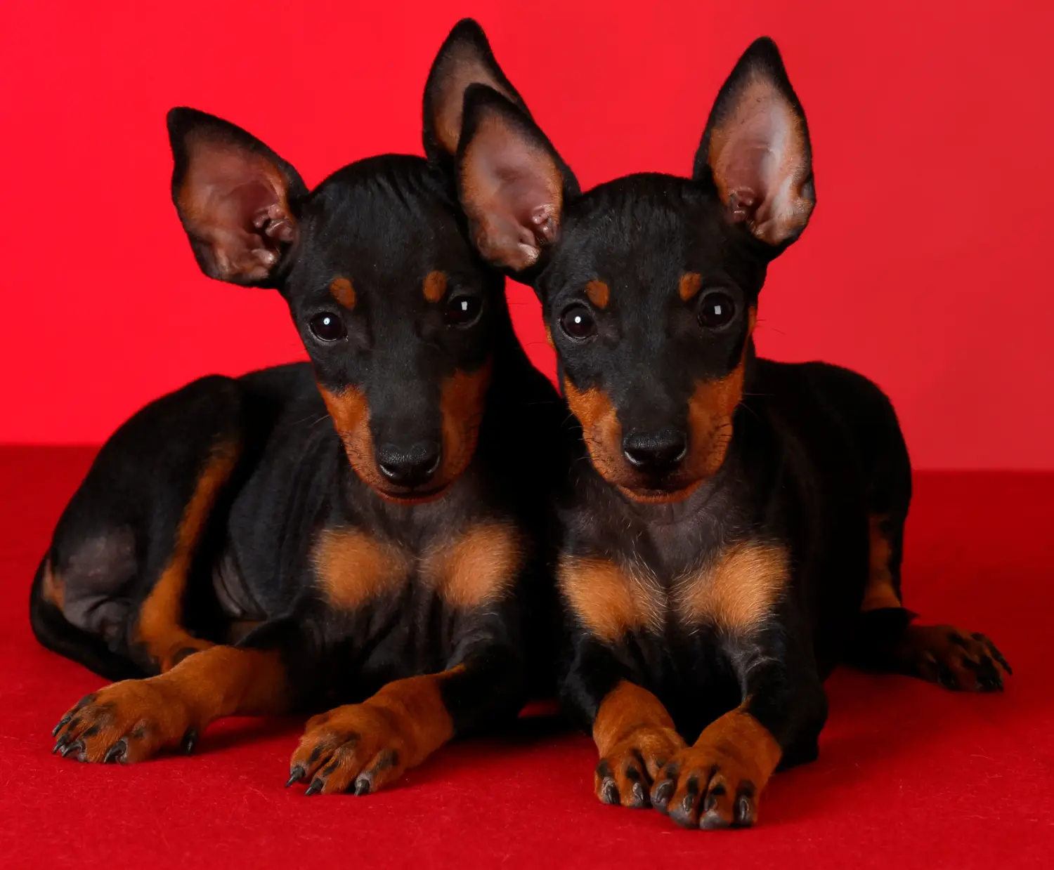 At købe en Manchester Terrier-hvalp betyder at tage ansvar! Køb Manchester Terrier hvalpe.