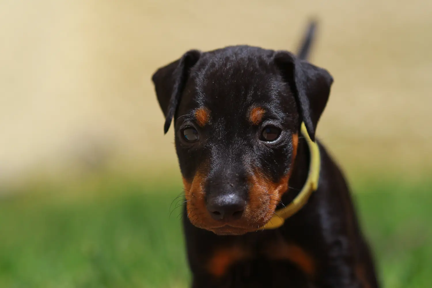 At købe en Manchester Terrier-hvalp betyder at tage ansvar! Køb Manchester Terrier hvalpe.