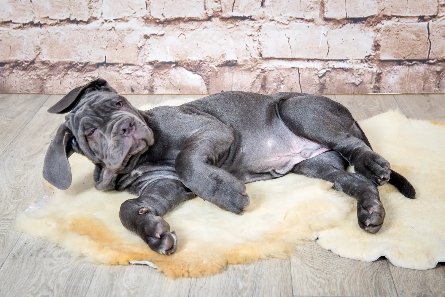 At købe en Mastino Napoletano-hvalp betyder at tage ansvar! Køb Mastino Napoletano hvalpe.