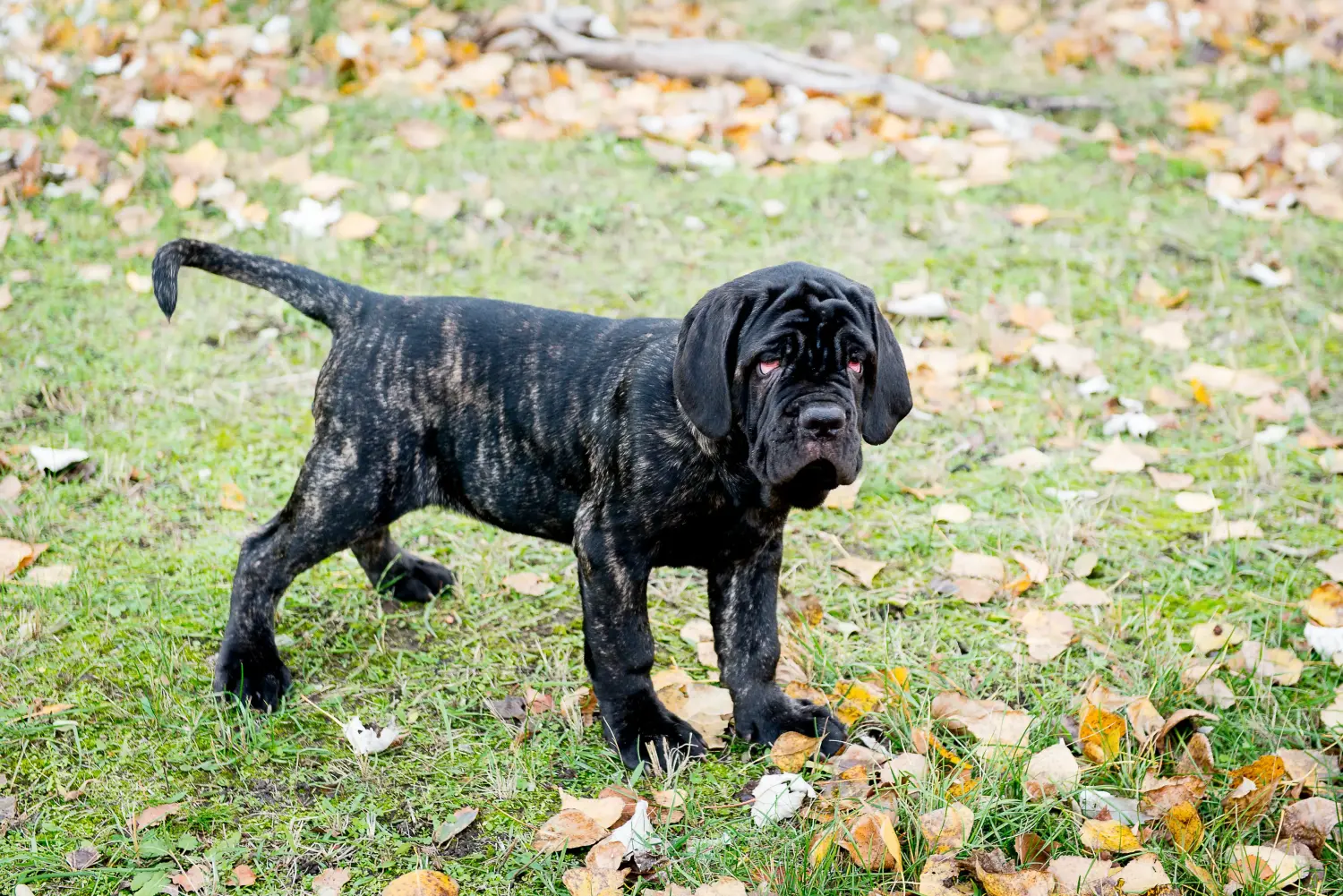 At købe en Mastino Napoletano-hvalp betyder at tage ansvar! Køb Mastino Napoletano hvalpe.