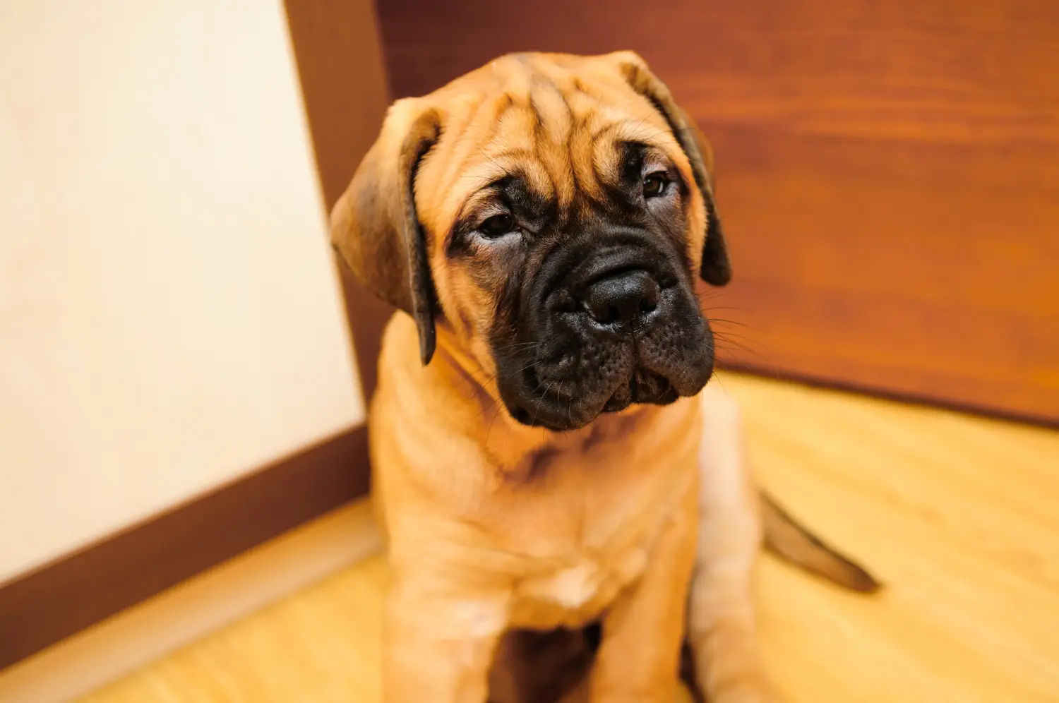 At købe en Bullmastiff-hvalp betyder at tage ansvar! Køb Bullmastiff-hvalpe.