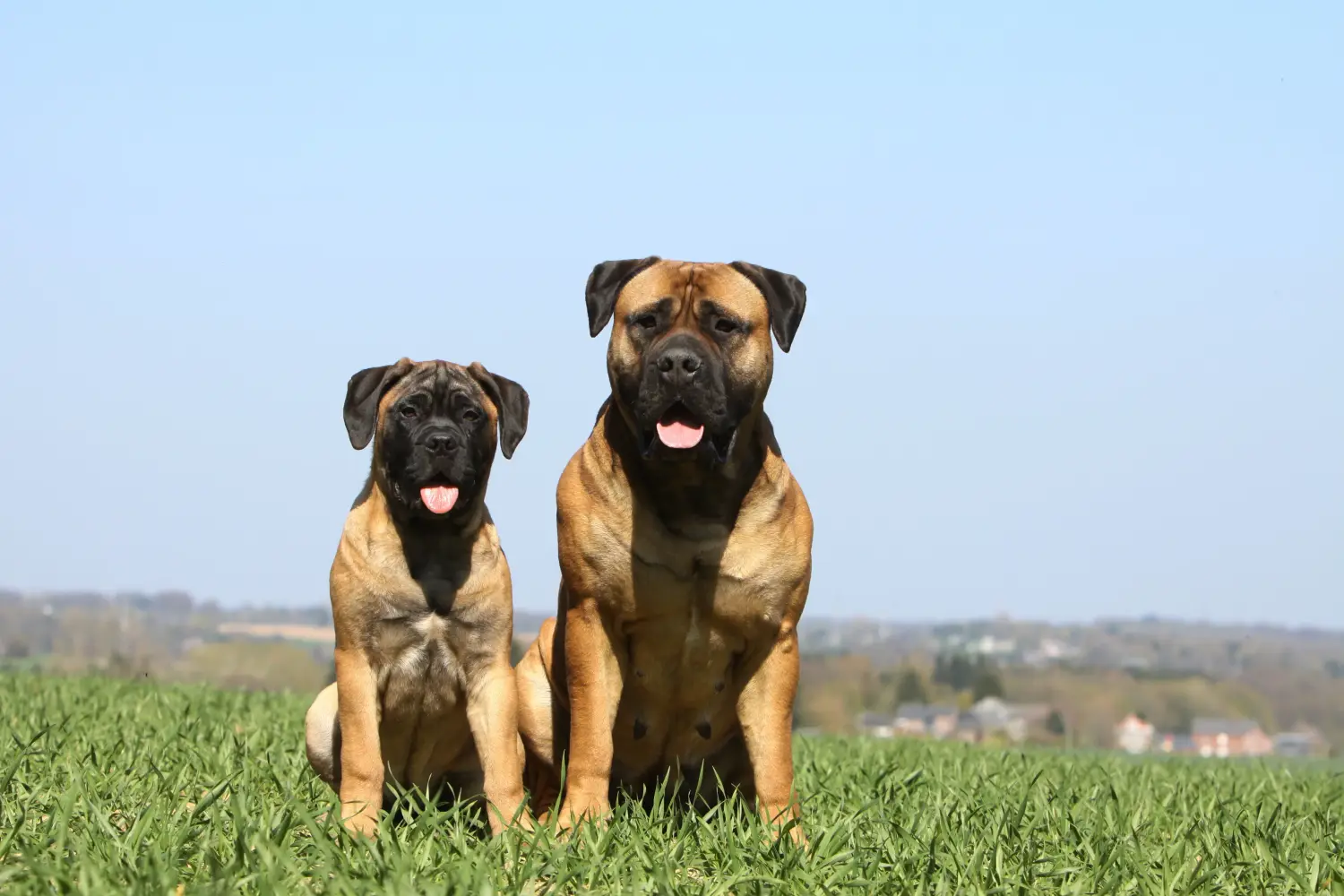 At købe en Bullmastiff-hvalp betyder at tage ansvar! Køb Bullmastiff-hvalpe.
