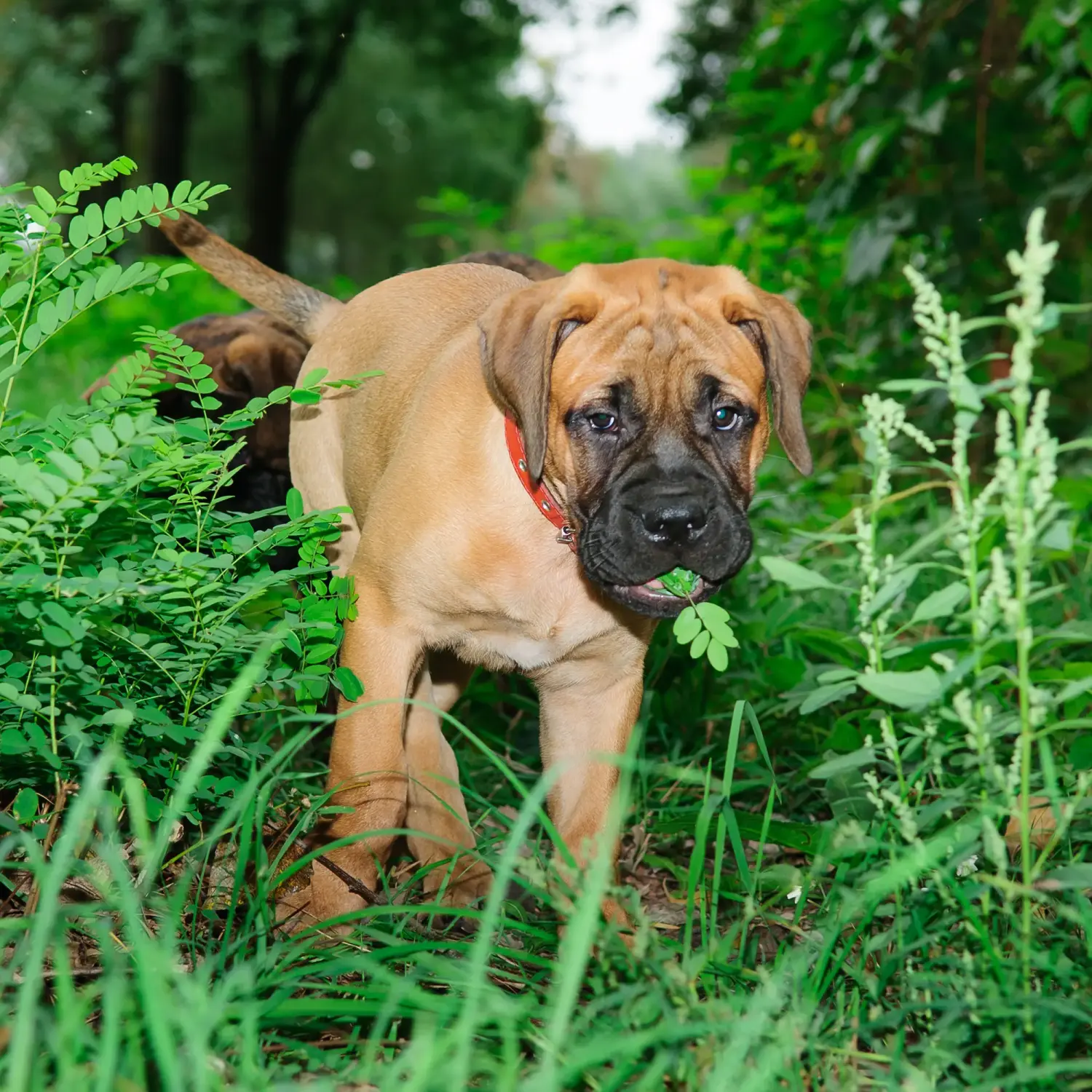 At købe en Bullmastiff-hvalp betyder at tage ansvar! Køb Bullmastiff-hvalpe.