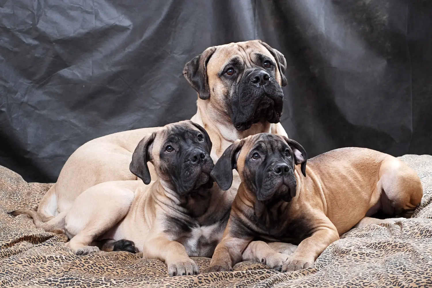At købe en Bullmastiff-hvalp betyder at tage ansvar! Køb Bullmastiff-hvalpe.