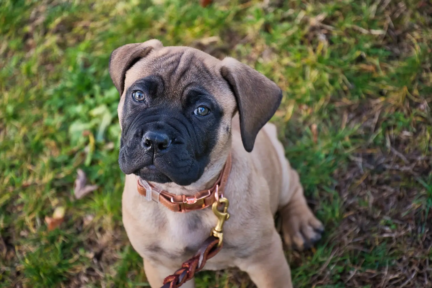 At købe en Bullmastiff-hvalp betyder at tage ansvar! Køb Bullmastiff-hvalpe.