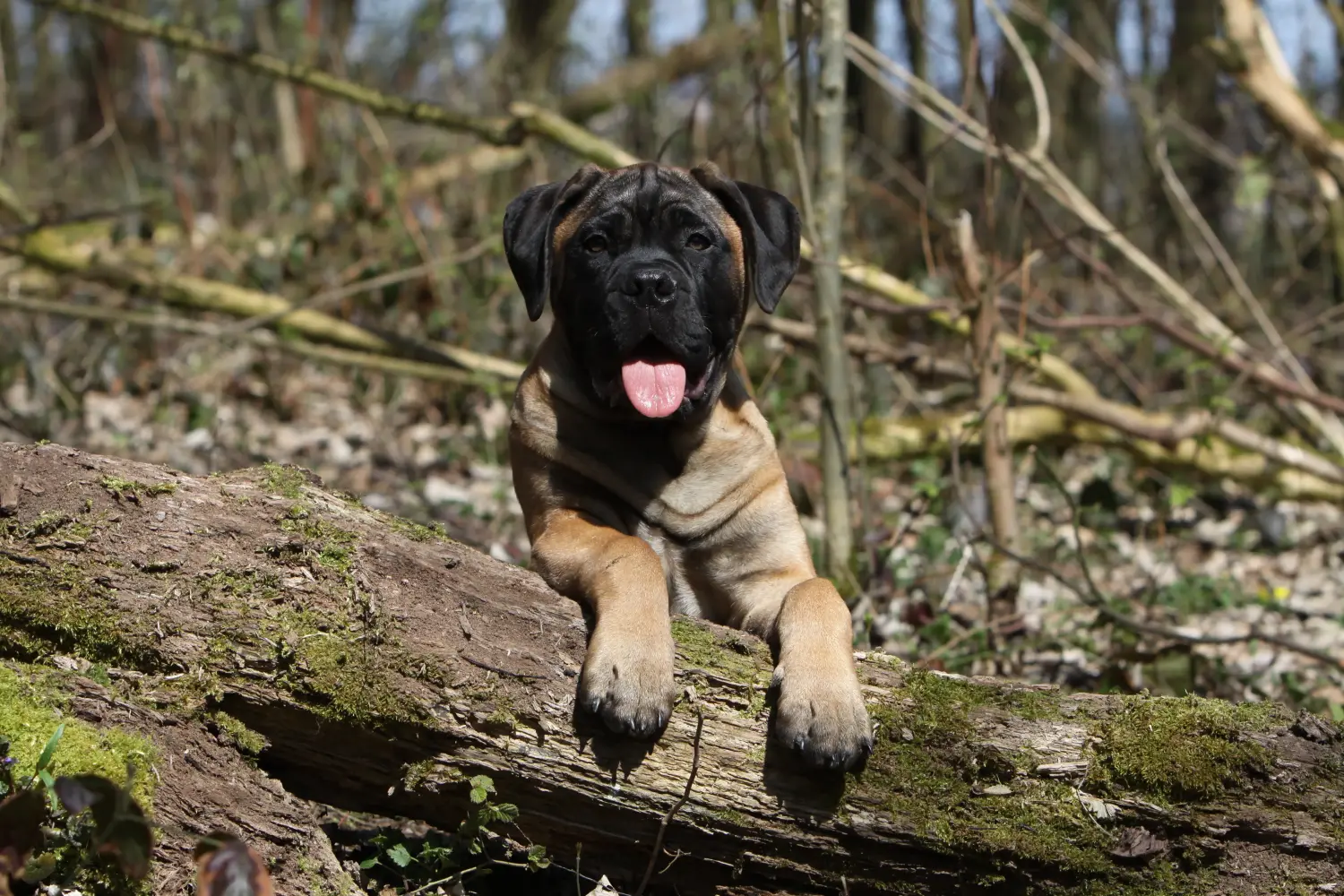 At købe en Bullmastiff-hvalp betyder at tage ansvar! Køb Bullmastiff-hvalpe.