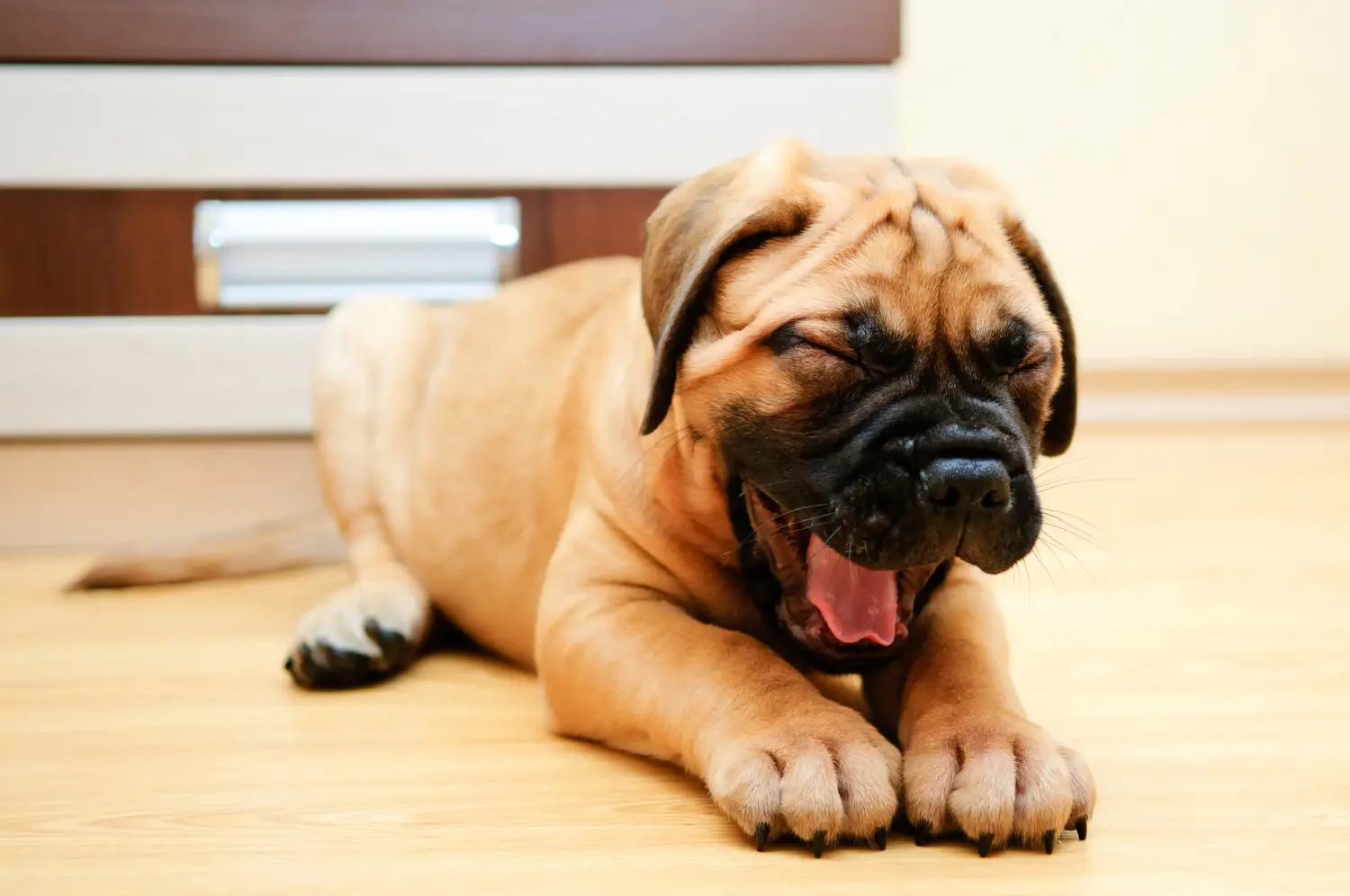 At købe en Bullmastiff-hvalp betyder at tage ansvar! Køb Bullmastiff-hvalpe.