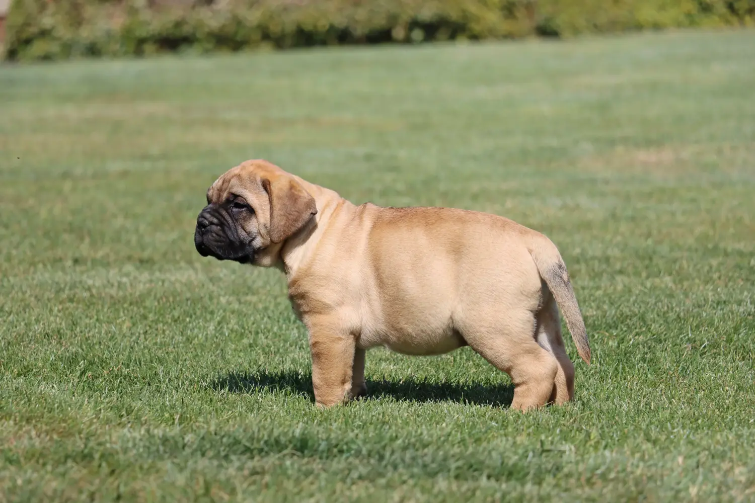 At købe en Bullmastiff-hvalp betyder at tage ansvar! Køb Bullmastiff-hvalpe.