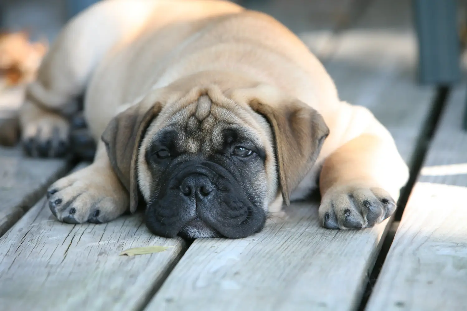 At købe en Bullmastiff-hvalp betyder at tage ansvar! Køb Bullmastiff-hvalpe.
