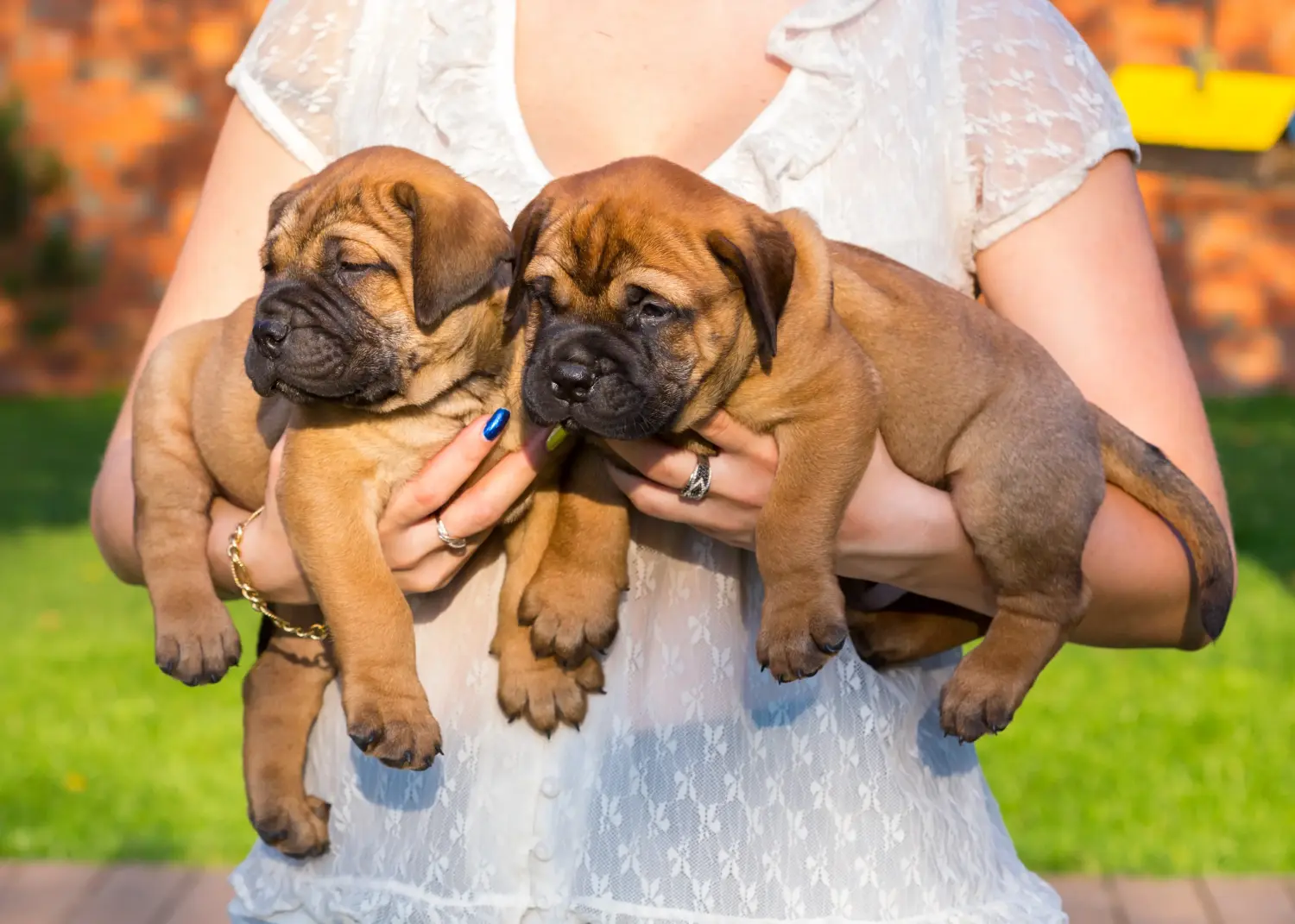 At købe en Bullmastiff-hvalp betyder at tage ansvar! Køb Bullmastiff-hvalpe.