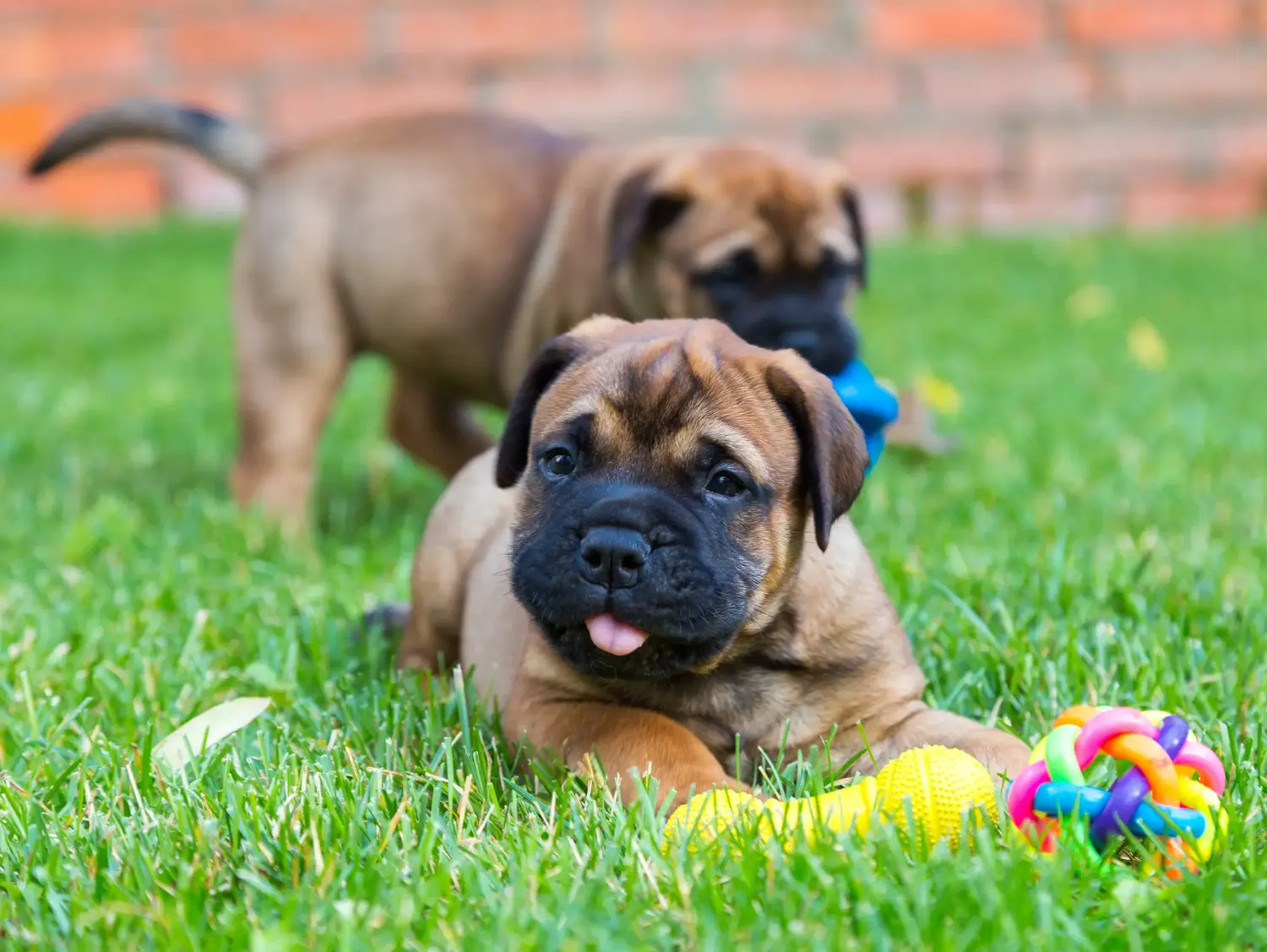 At købe en Bullmastiff-hvalp betyder at tage ansvar! Køb Bullmastiff-hvalpe.