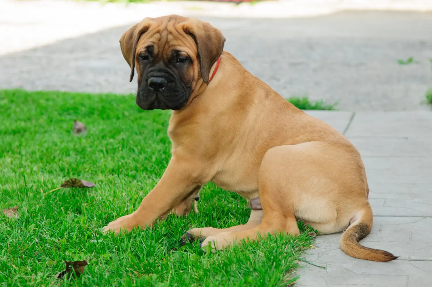 At købe en Bullmastiff-hvalp betyder at tage ansvar! Køb Bullmastiff-hvalpe.