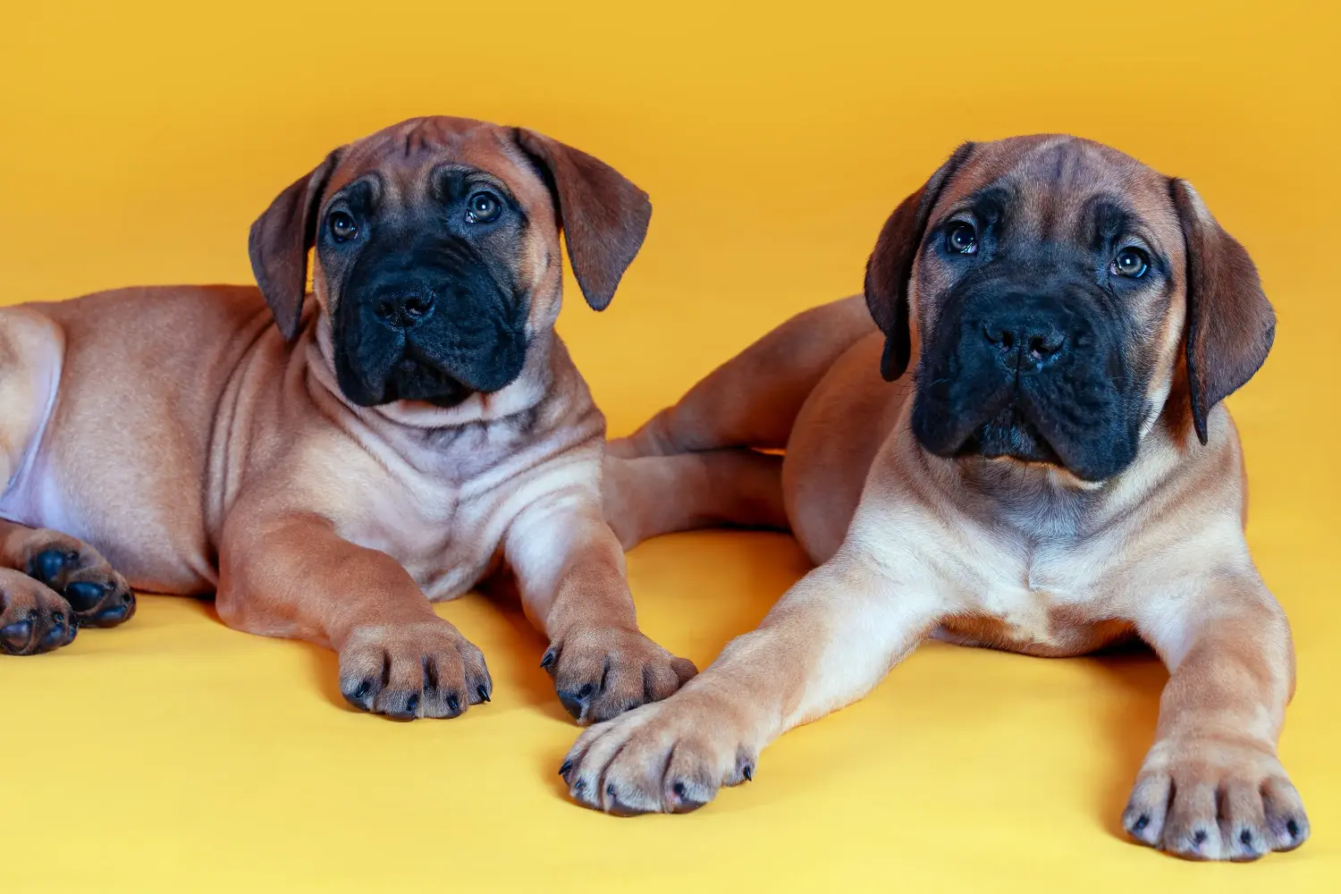 At købe en Bullmastiff-hvalp betyder at tage ansvar! Køb Bullmastiff-hvalpe.