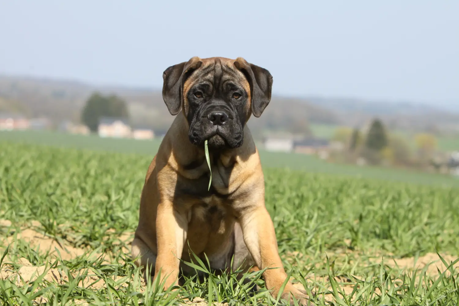 At købe en Bullmastiff-hvalp betyder at tage ansvar! Køb Bullmastiff-hvalpe.