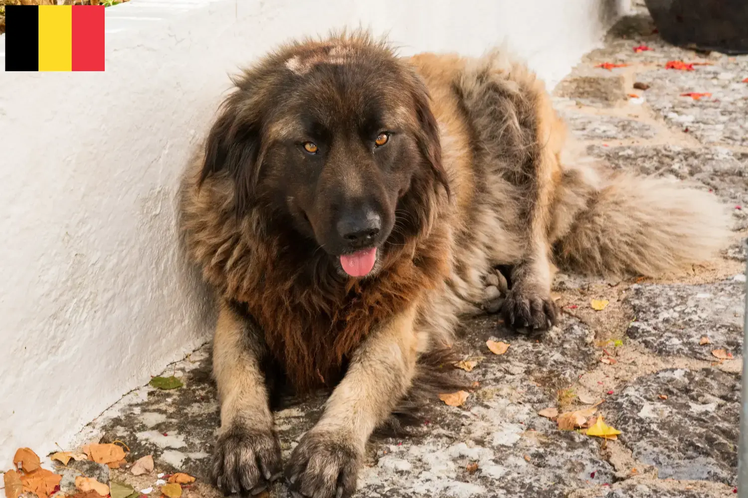 Cão Da Serra Da Estrela hvalpe og opdrættere Belgien Her kan du finde opdrættere af Cão Da Serra Da Estrelas i Belgien.