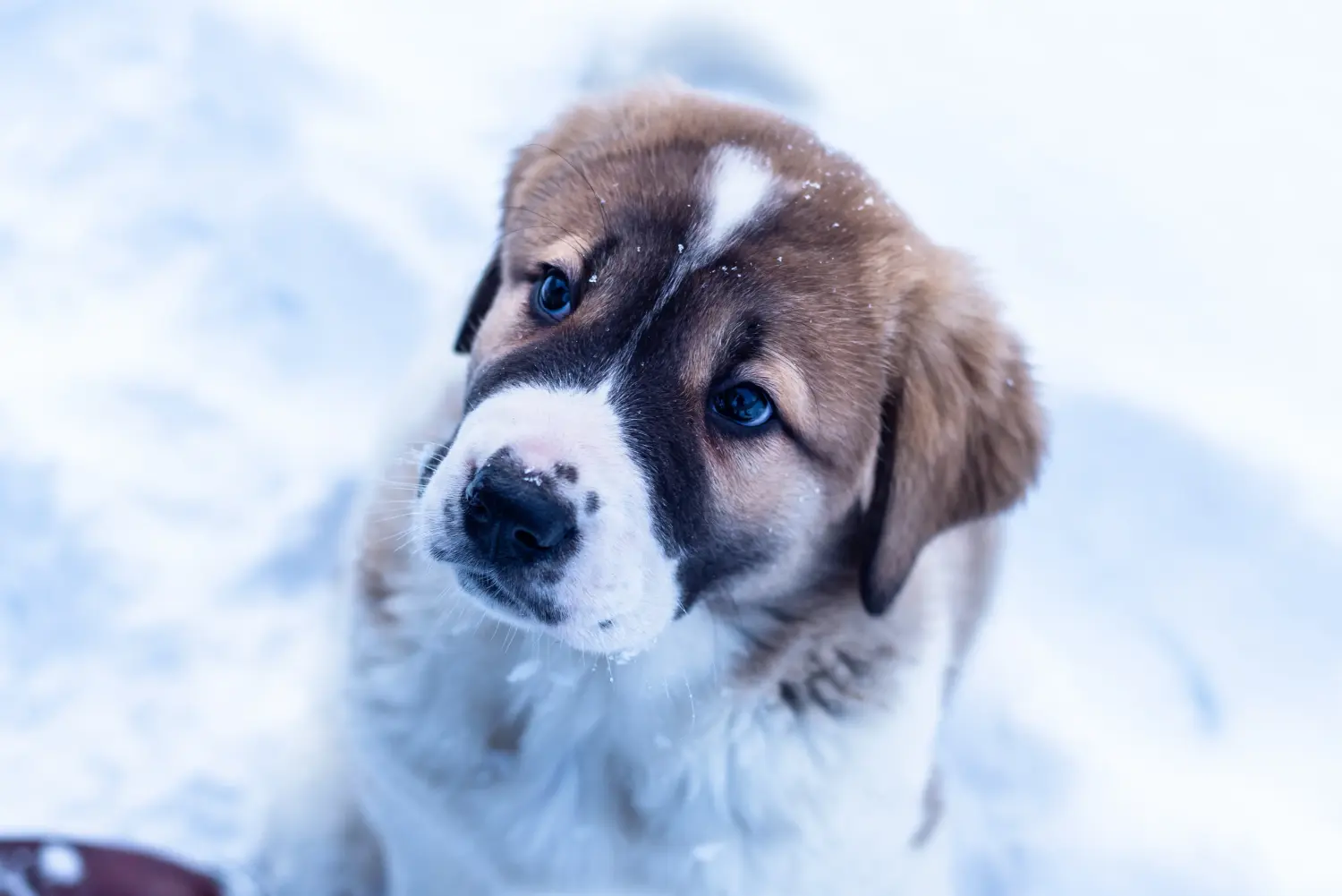 At købe en centralasiatisk hyrdehvalp betyder at tage ansvar! Køb centralasiatiske hyrdehundehvalpe.
