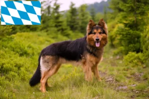 Read more about the article Chodský pes opdrættere og hvalpe i Bayern