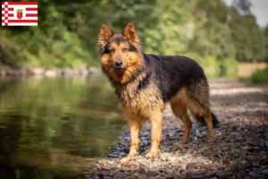 Read more about the article Chodský pes opdrættere og hvalpe i Bremen