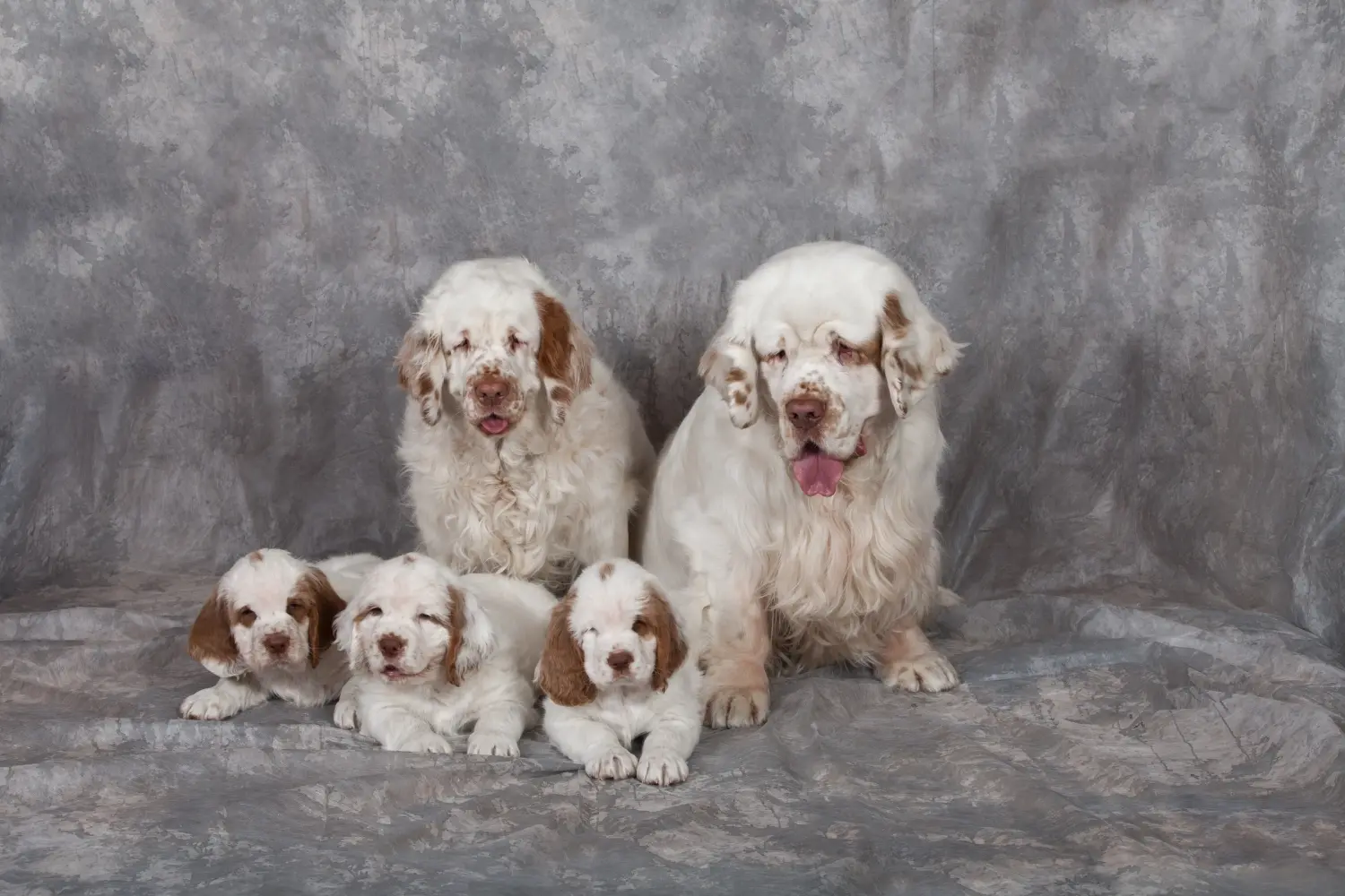 At købe en Clumber Spaniel-hvalp betyder at tage ansvar! Køb Clumber Spaniel hvalpe.
