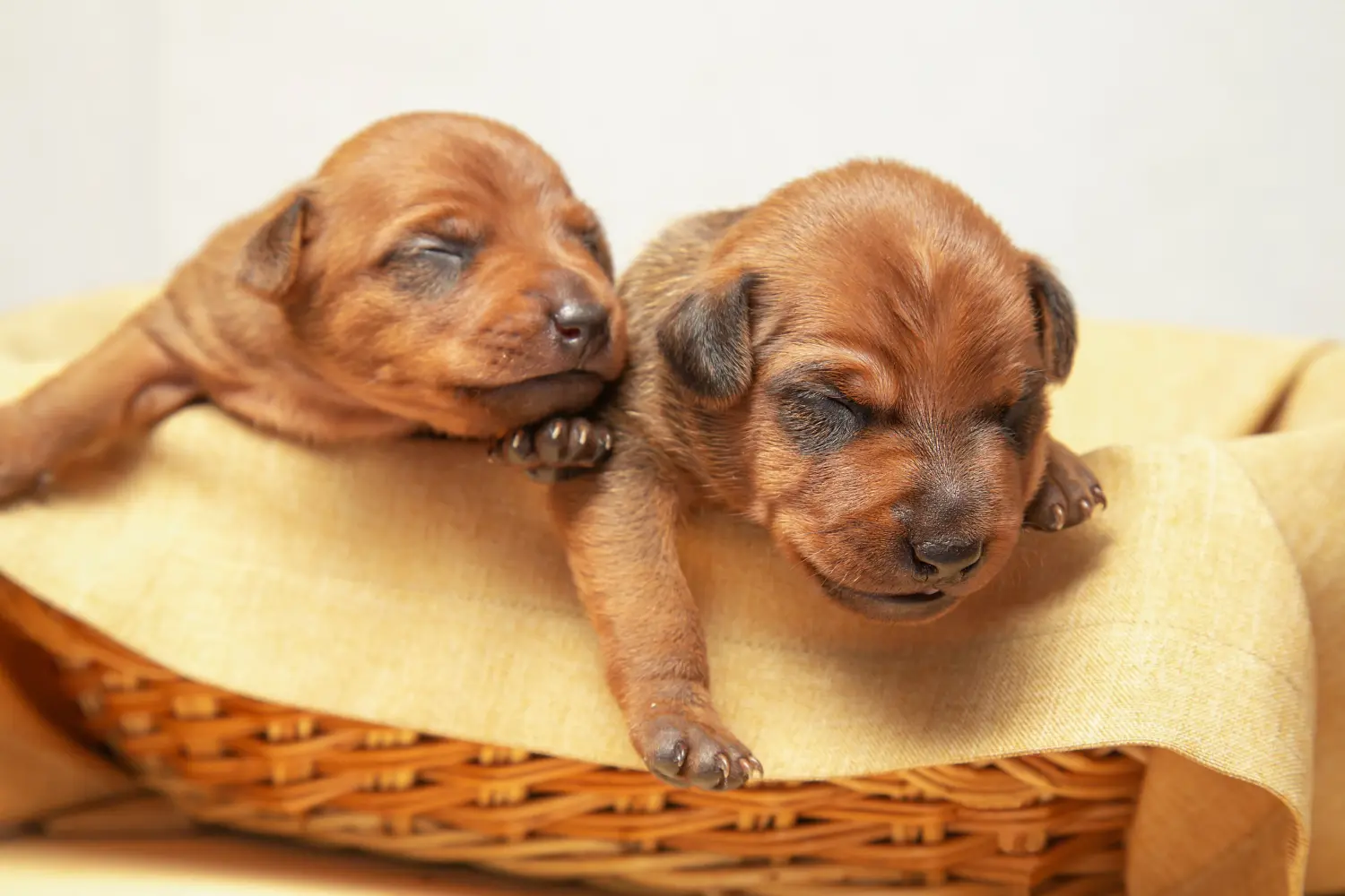 At købe en dværgpinscherhvalp betyder at tage ansvar! Køb Miniature Pinscher hvalpe.