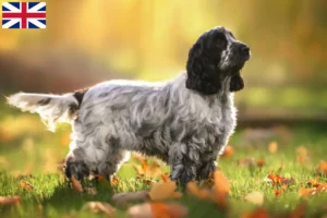 Read more about the article Engelsk Cocker Spaniel opdrættere og hvalpe i Storbritannien