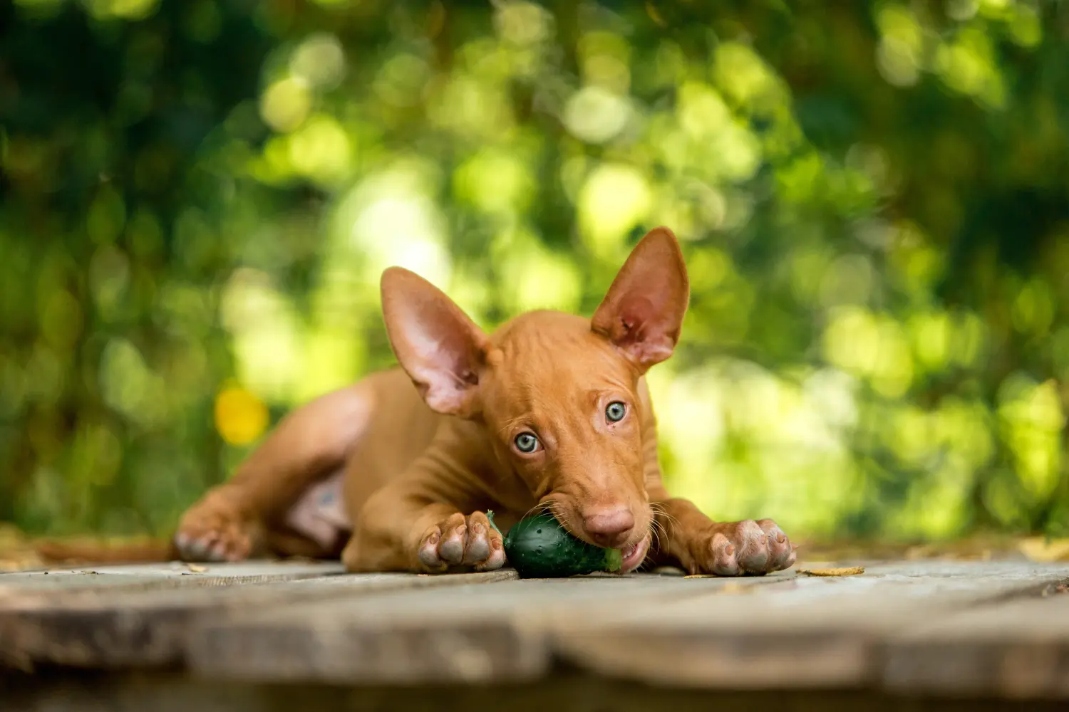 At købe en Pharaoh Hound-hvalp betyder at tage ansvar! Køb Pharaoh Hound hvalpe.