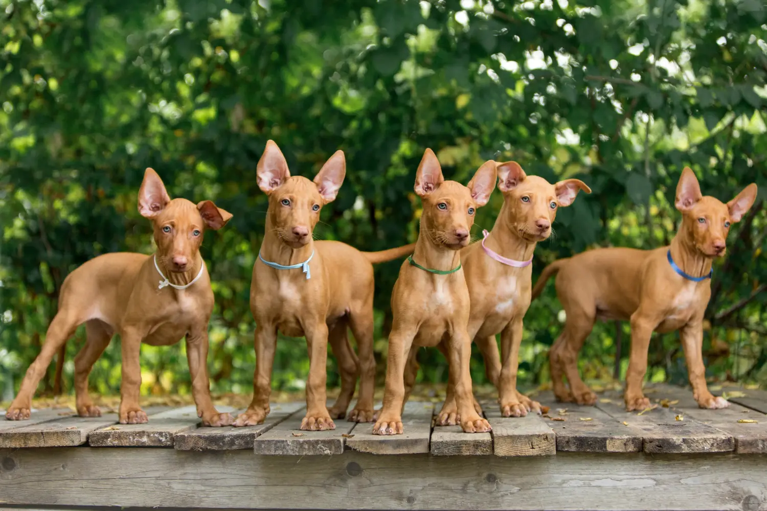 At købe en Pharaoh Hound-hvalp betyder at tage ansvar! Køb Pharaoh Hound hvalpe.