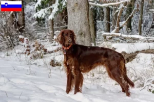 Read more about the article Irsk rød setter opdrættere og hvalpe i Slovenien