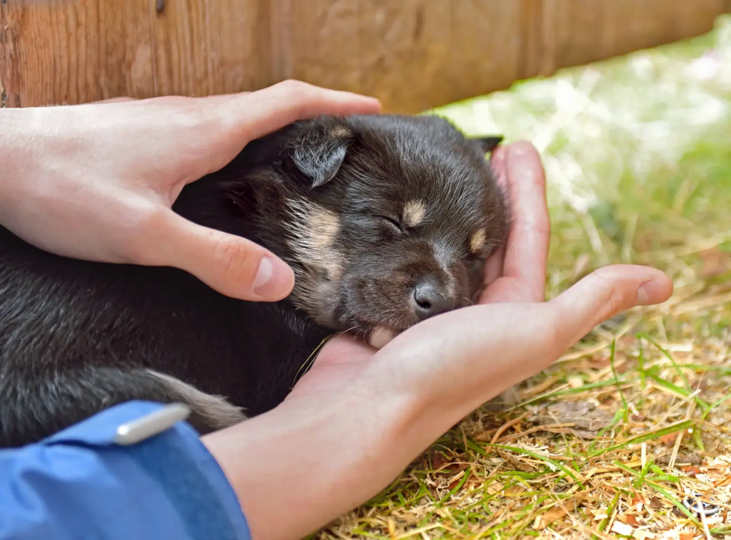 At købe en lappisk rensdyrhundehvalp betyder at tage ansvar! Køb lappiske rensdyrhundehvalpe.