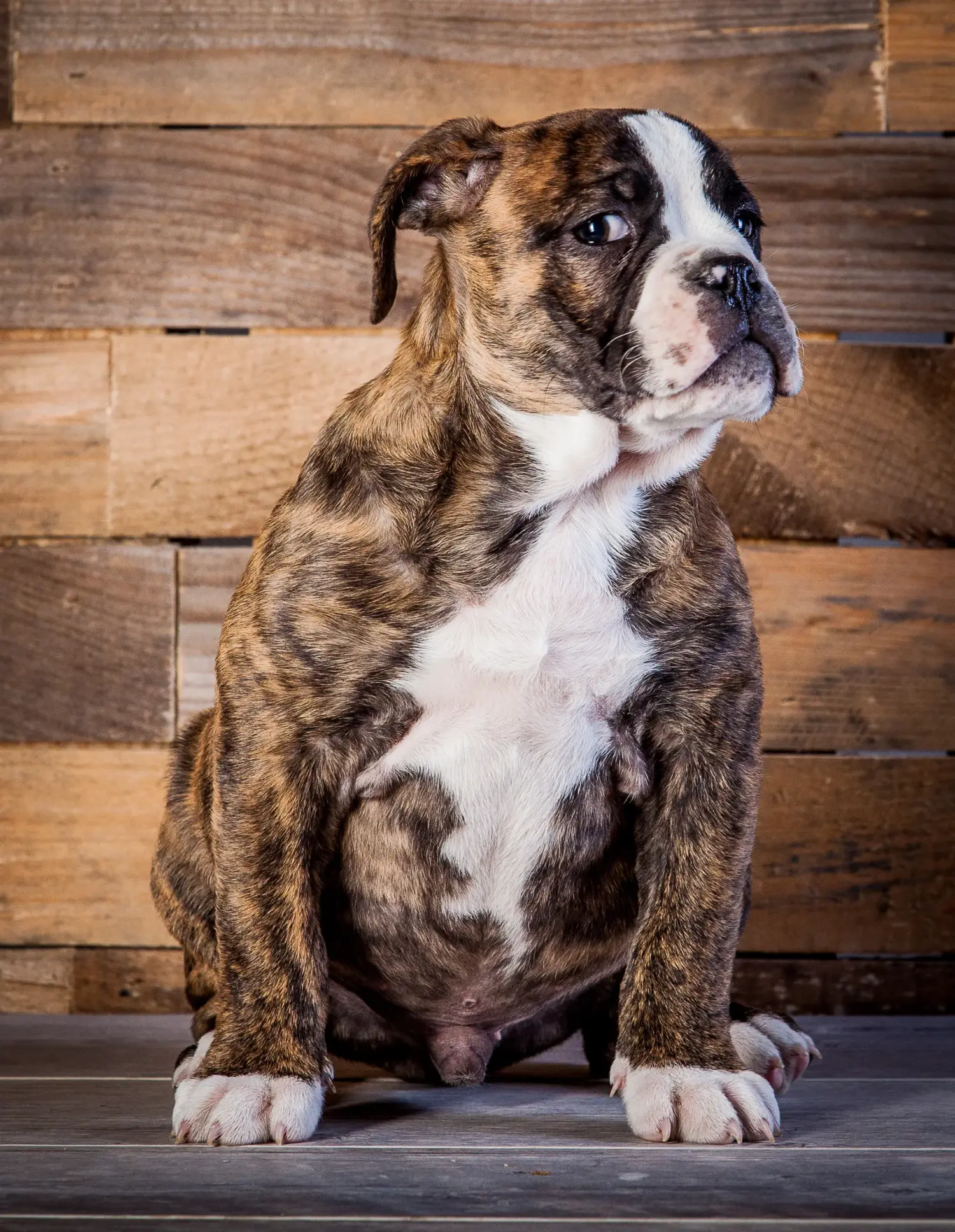 At købe en Olde English Bulldog-hvalp betyder at tage ansvar! Køb Olde English Bulldog hvalpe.