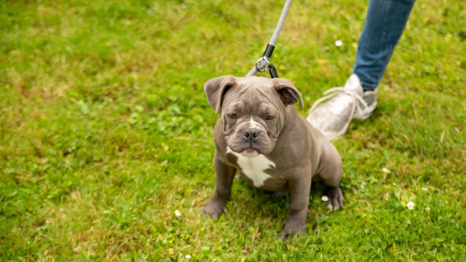 At købe en Olde English Bulldog-hvalp betyder at tage ansvar! Køb Olde English Bulldog hvalpe.