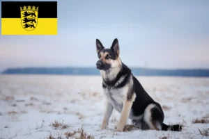 Read more about the article Østeuropæisk hyrdehundeopdrætter og hvalpe i Baden-Württemberg