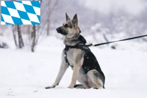 Read more about the article Østeuropæisk hyrdehundeopdrætter og hvalpe i Bayern