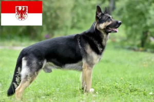 Read more about the article Østeuropæisk hyrdehundeopdrætter og hvalpe i Brandenburg