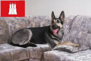 Read more about the article Østeuropæisk hyrdehundeopdrætter og hvalpe i Hamborg