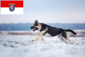 Read more about the article Østeuropæisk hyrdehundeopdrætter og hvalpe i Hessen