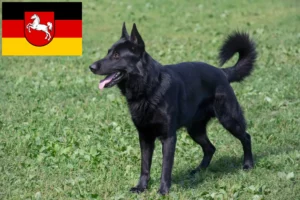 Read more about the article Østeuropæisk hyrdehundeopdrætter og hvalpe i Niedersachsen