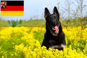 Read more about the article Østeuropæisk hyrdehundeopdrætter og hvalpe i Rheinland-Pfalz
