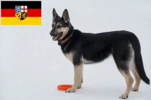 Read more about the article Østeuropæisk hyrdehundeopdrætter og hvalpe i Saarland