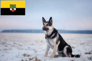 Read more about the article Østeuropæisk hyrdehundeopdrætter og hvalpe i Sachsen-Anhalt